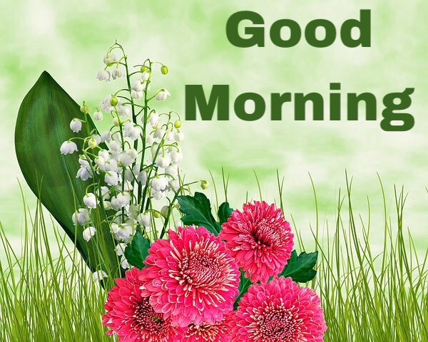 Good morning flowers greeting card 