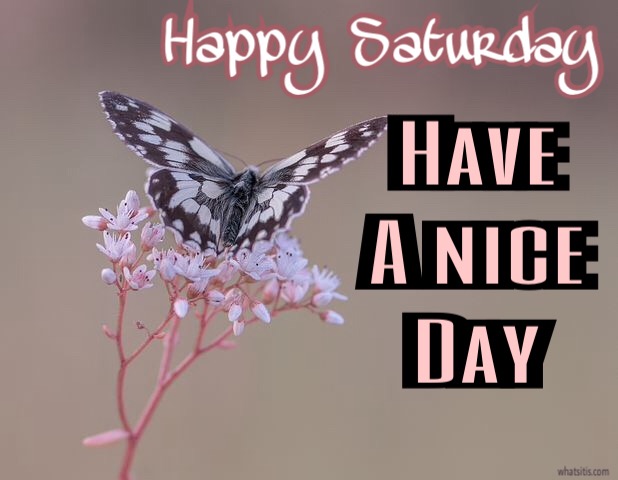 Happy saturday have a nice day