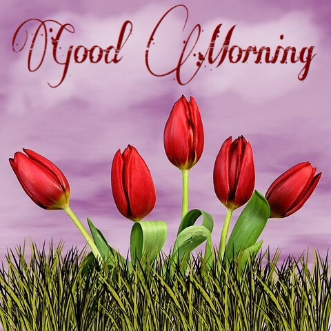Good morning flowers wallpaper 