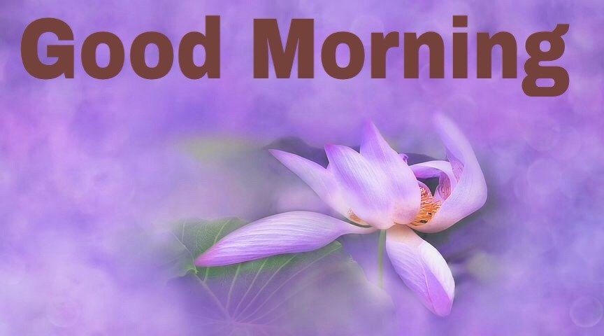 Good morning wishes with flowers 