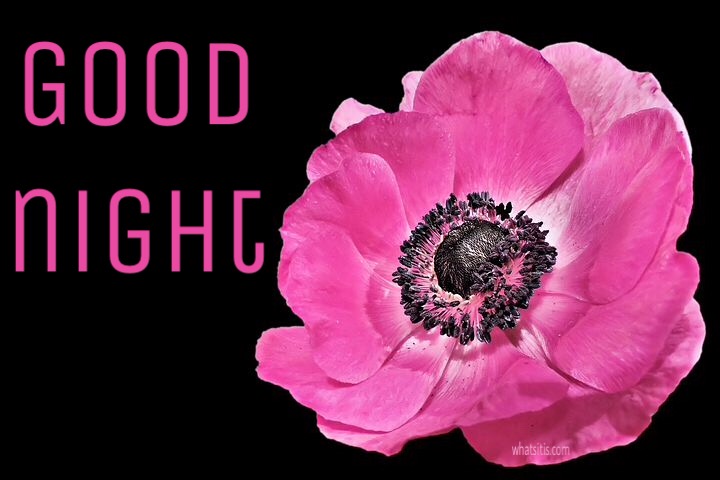 Good night pink flower photo