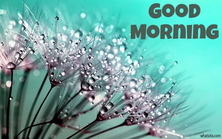 Good morning flowers images 