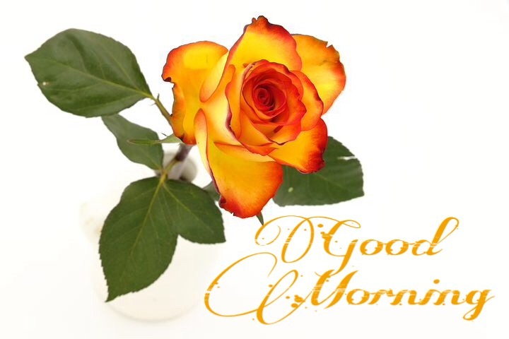 Good Morning Wishes With Flowers Pictures, Images 