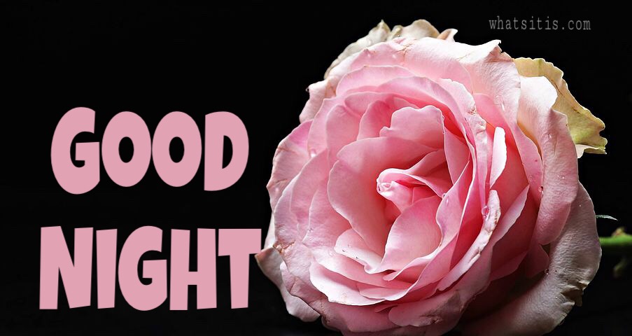 Good night with pink rose