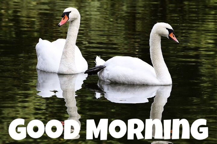 Romantic ducks good morning image ? 