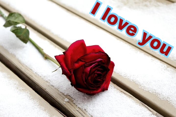 I love you rose image download 