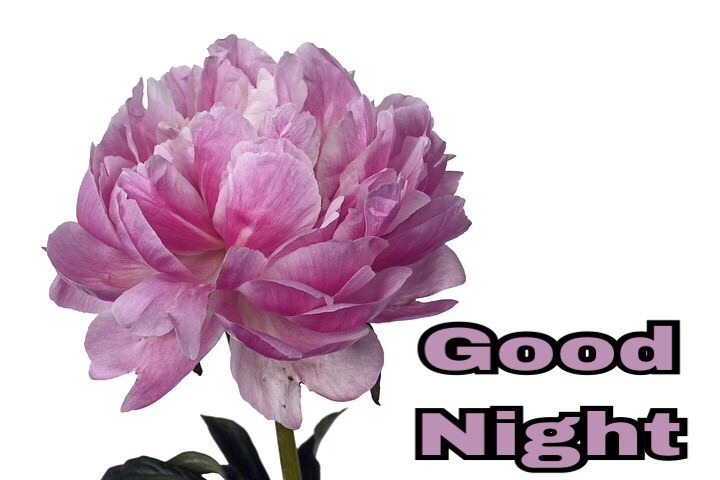 Good night flowers 