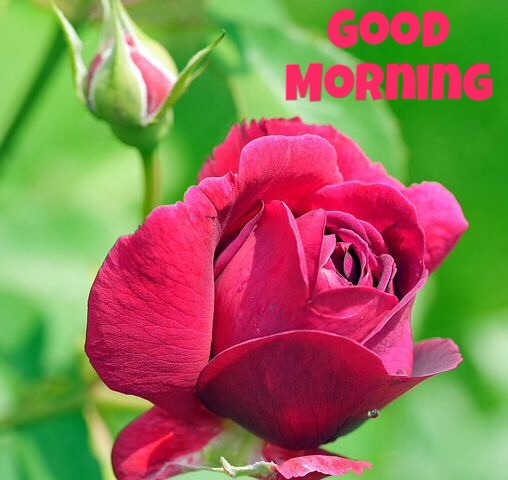 Good morning images with flowers hd 