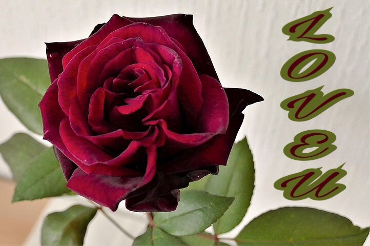Rose image for lover 