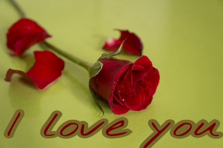 I love you image with rose