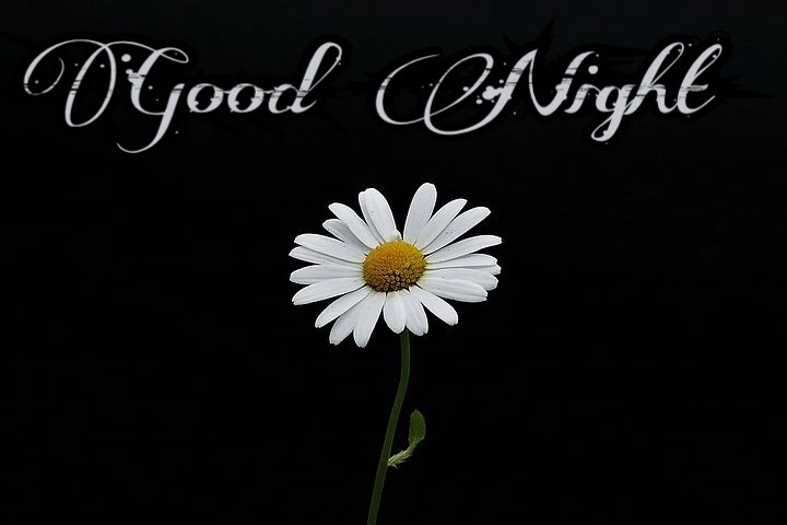 Goodnight flowers image 
