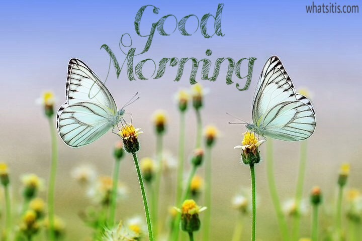 Good morning image with flowers and butterfly 