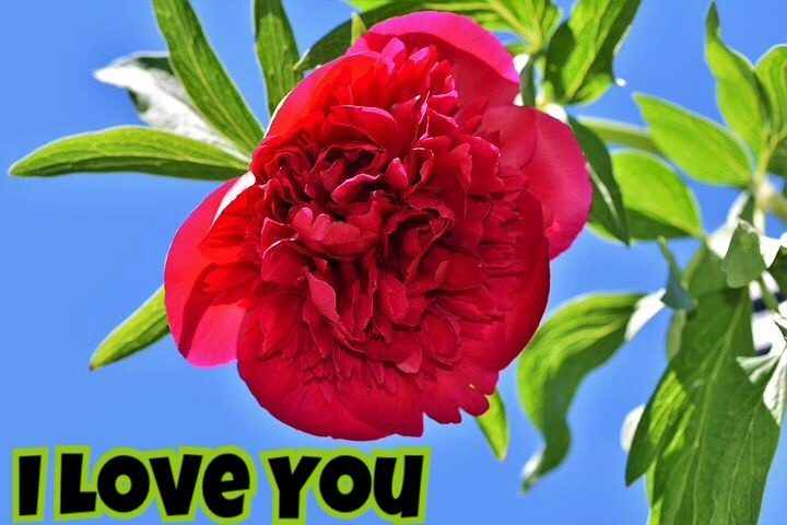 Beautiful red rose I love image 