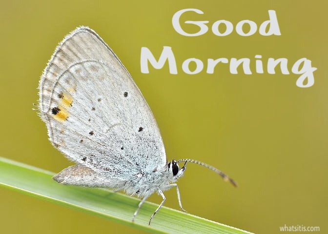 Butterfly good morning images 