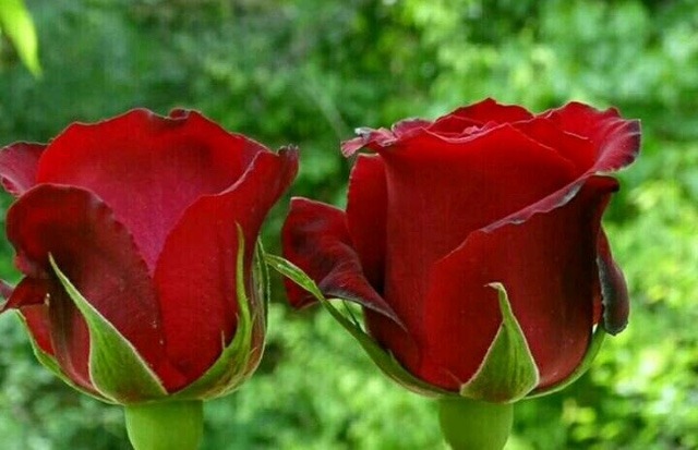 Romantic rose image