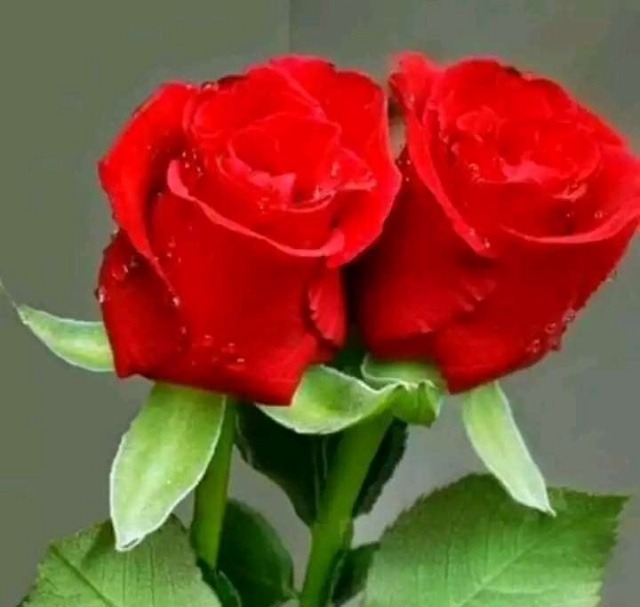 rose images for whatsapp profile