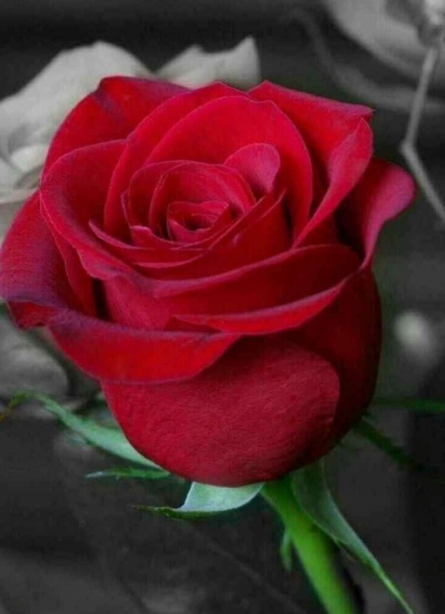 dp of rose flower